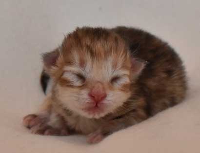 sibirisk kattunge Marilyn