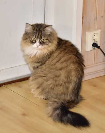 sibirisk katt Mitzi