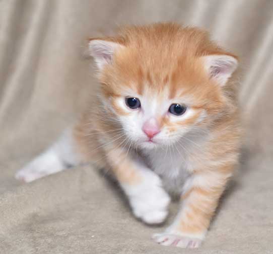 sibirisk kattunge Neptune