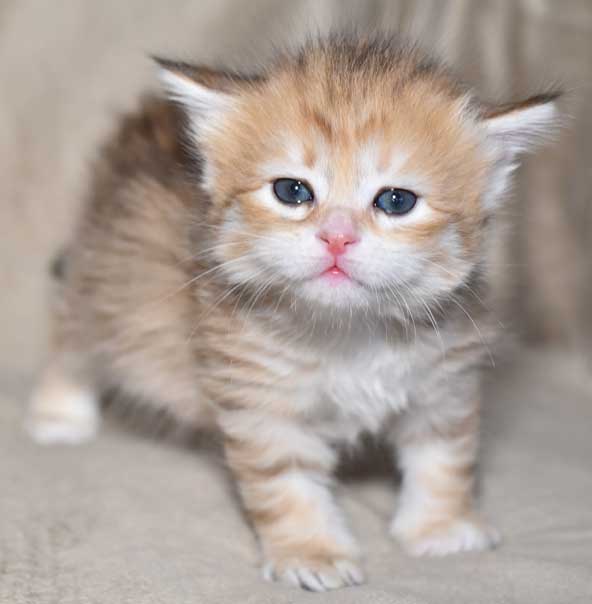 sibirisk kattunge Marilyn