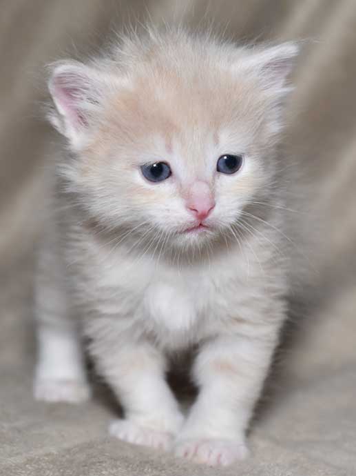 sibirisk kattunge Magni