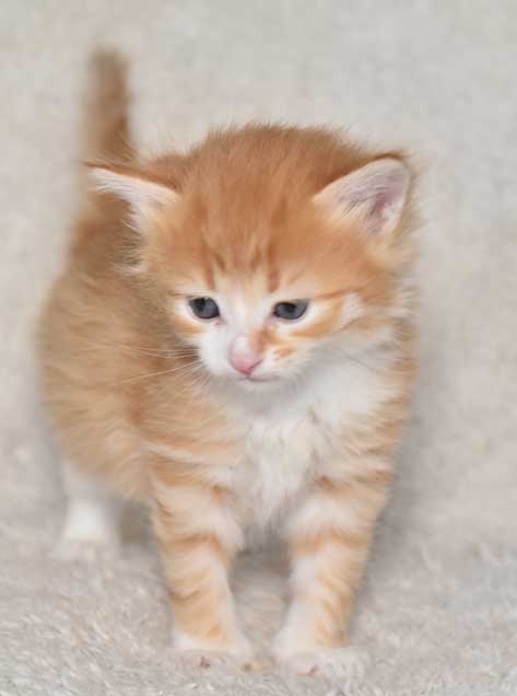 sibirisk kattunge Neptune
