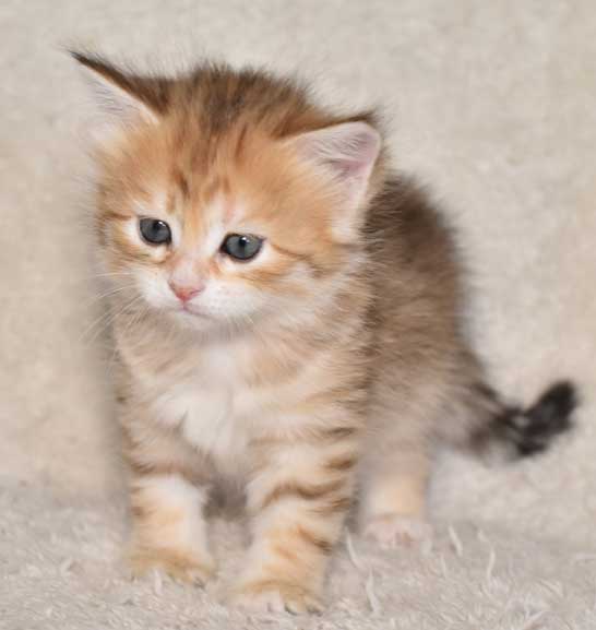 sibirisk kattunge Marilyn