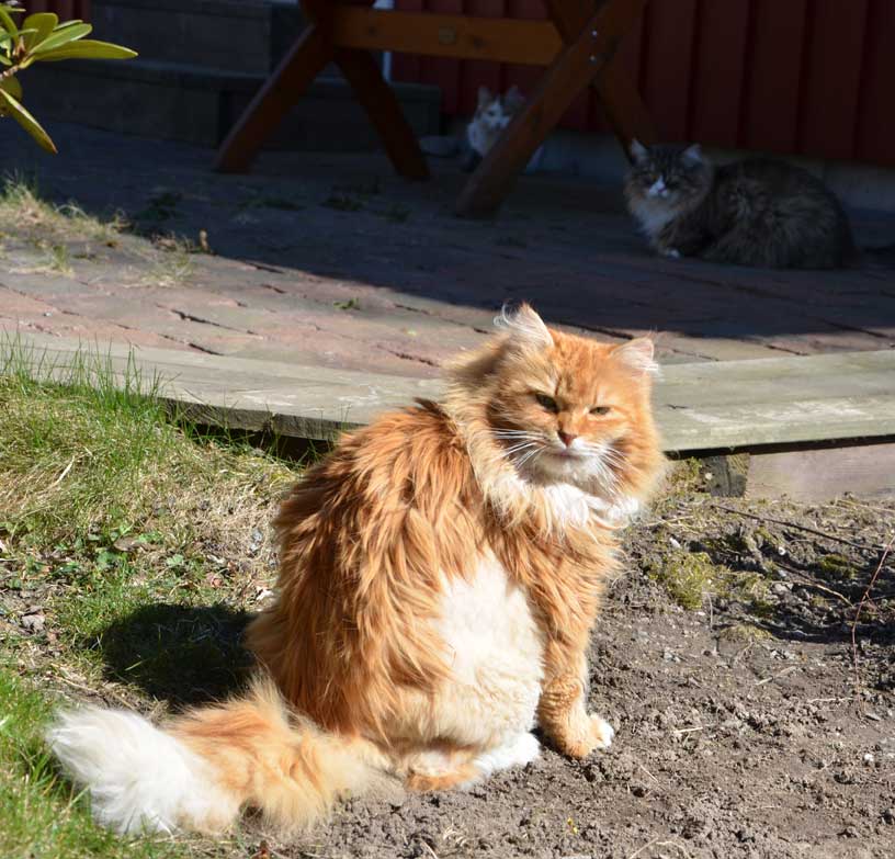 sibirisk katt Queeni, Mitzi och Tracie