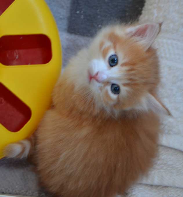 sibirisk kattunge Neptune