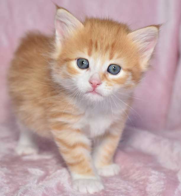 sibirisk kattunge Neptune