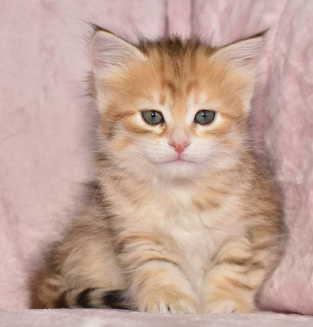sibirisk kattunge Marilyn