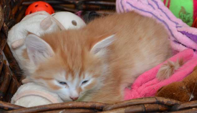 sibirisk kattunge Neptune