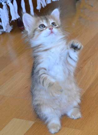 sibirisk kattunge Monroe