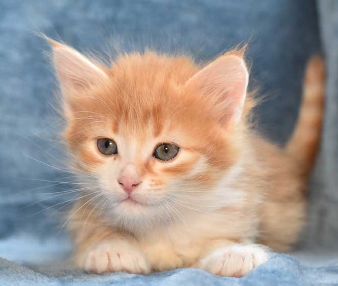 sibirisk kattunge Naruto