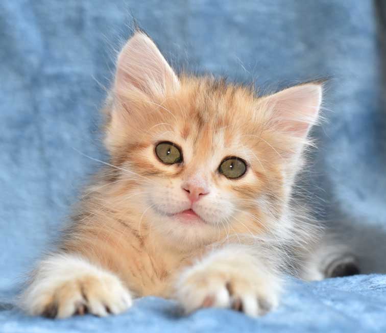 sibirisk kattunge Marilyn