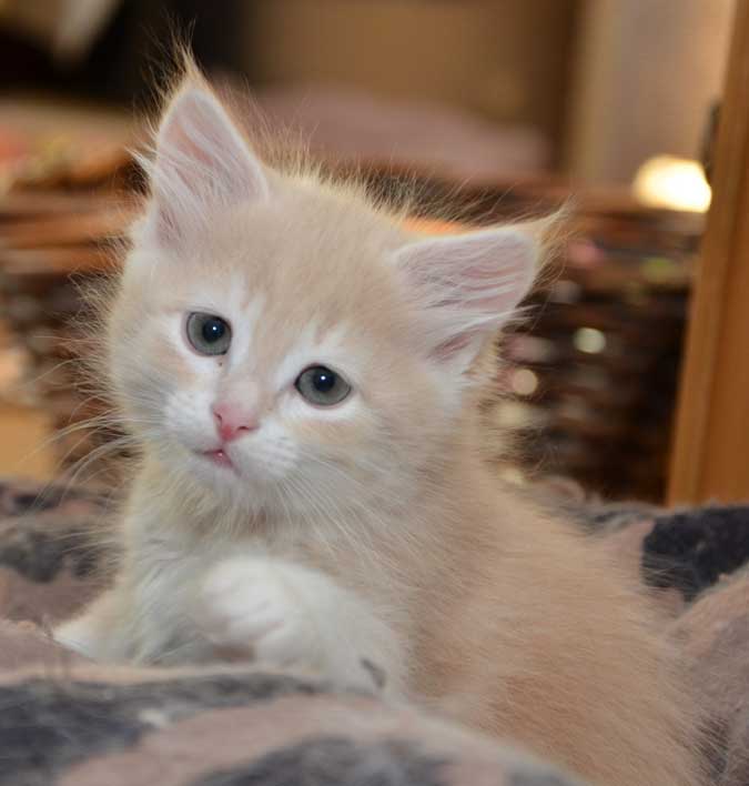 sibirisk kattunge Magni