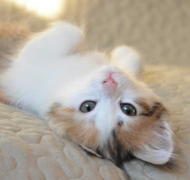 sibirisk kattunge Nymphe