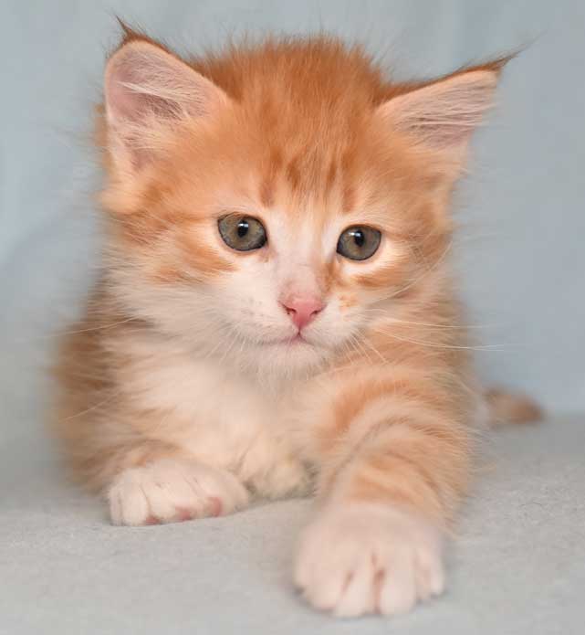sibirisk kattunge Neptune