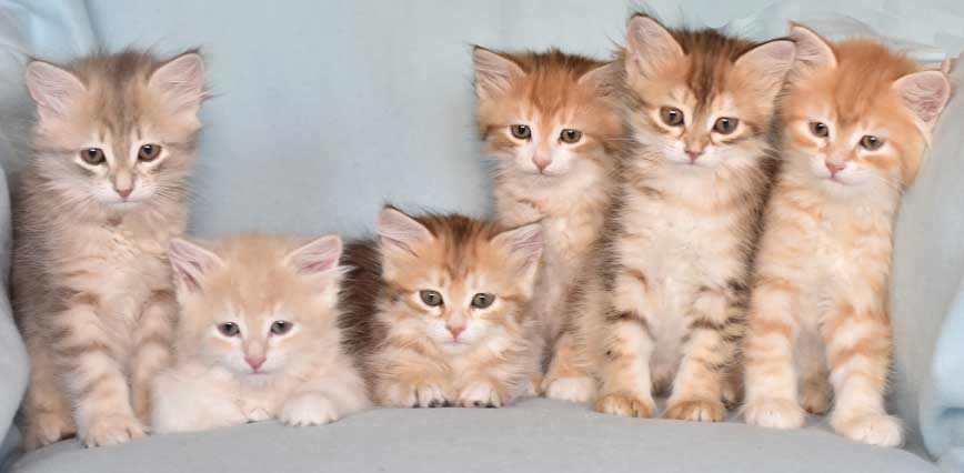 sibirisk kattungar Mm-kull