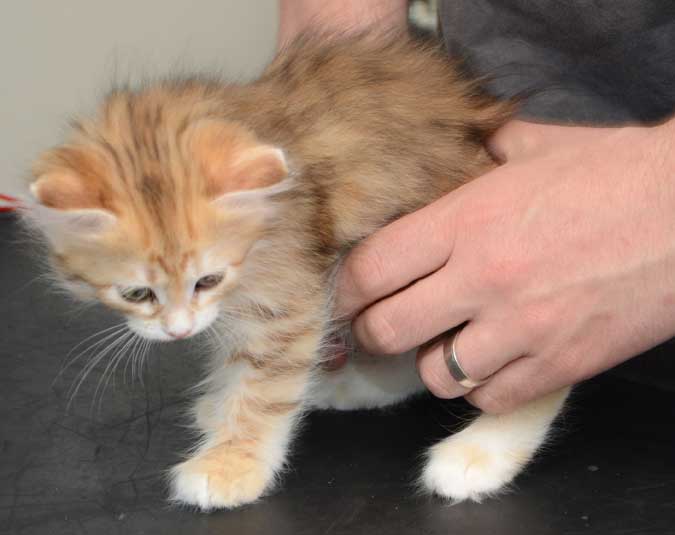 sibirisk kattunge Marilyn