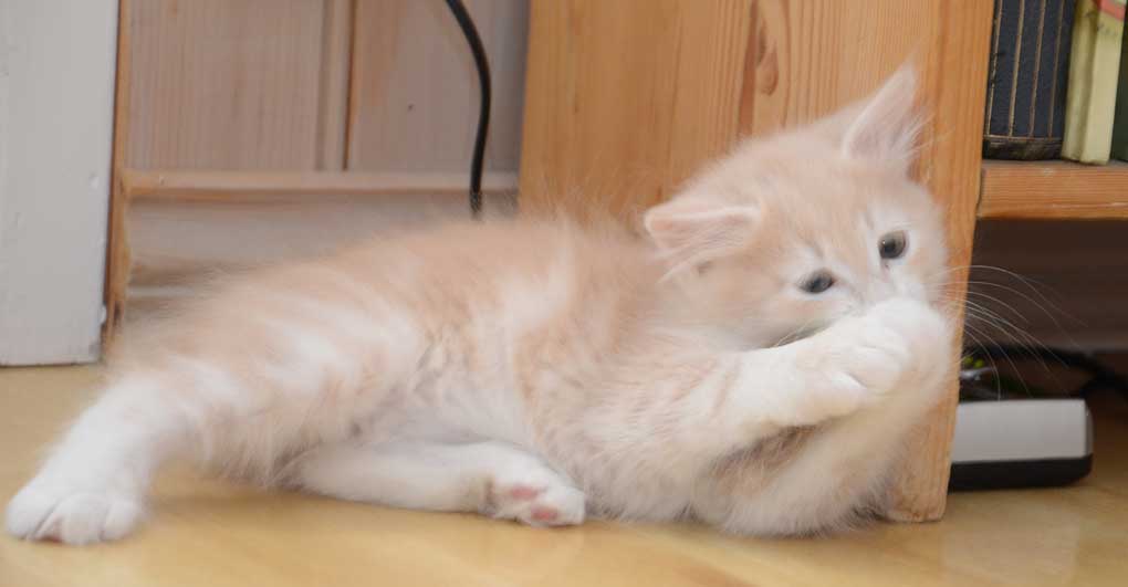 sibirisk kattunge Magni