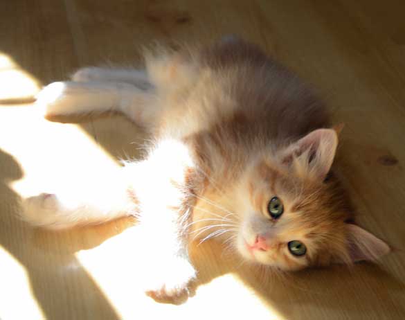 sibirisk kattunge Neptune