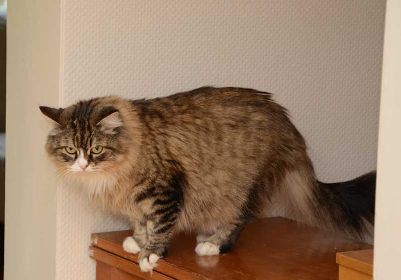 sibirisk katt Mitzi