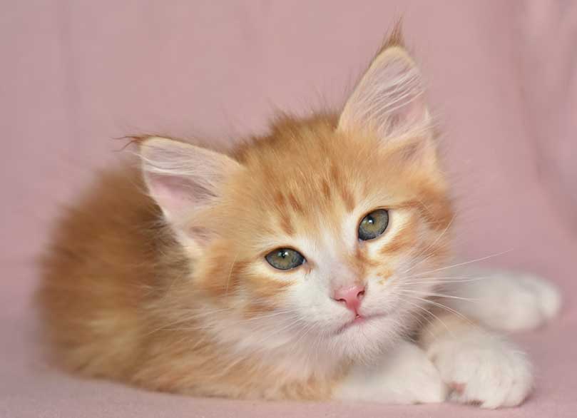sibirisk kattunge Neptune