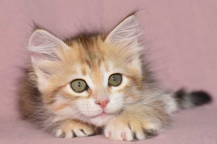 sibirisk kattunge Marilyn