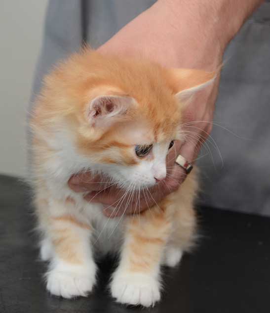 sibirisk kattunge Naruto