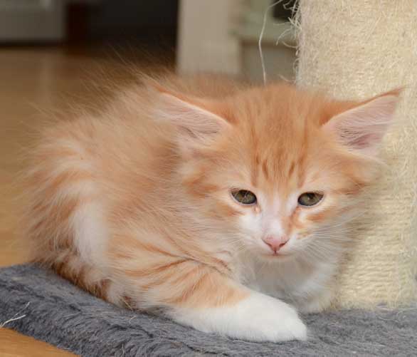 sibirisk kattunge Neptune
