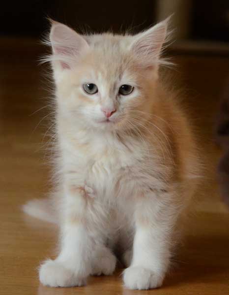 sibirisk kattunge Magni
