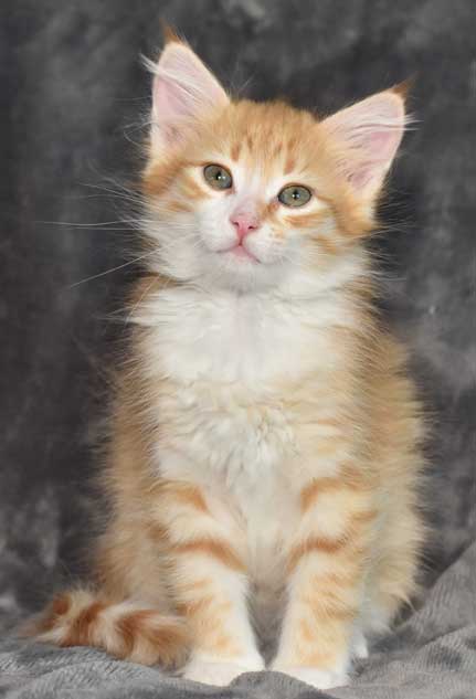 sibirisk kattunge Neptune