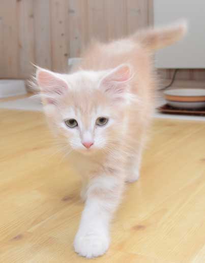 sibirisk kattunge Magni