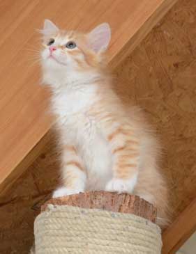 sibirisk kattunge Neptune