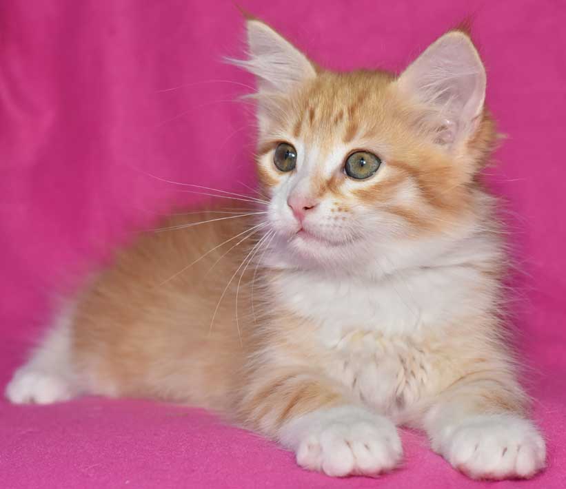 sibirisk kattunge Neptune