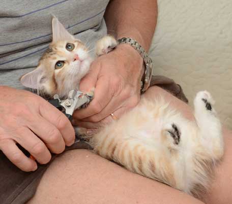 sibirisk kattunge Marilyn
