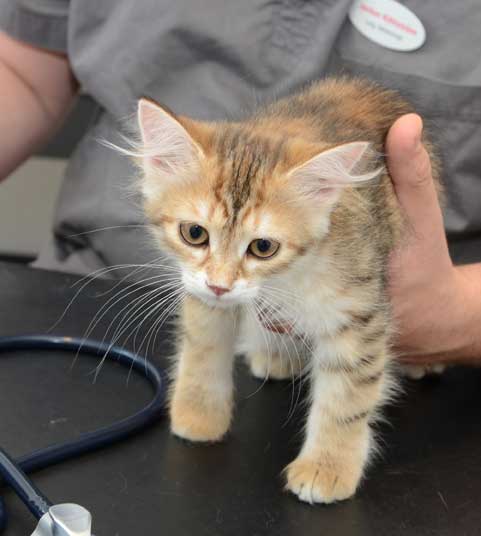 sibirisk kattunge Marilyn