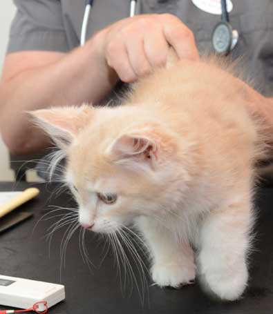 sibirisk kattunge Magni