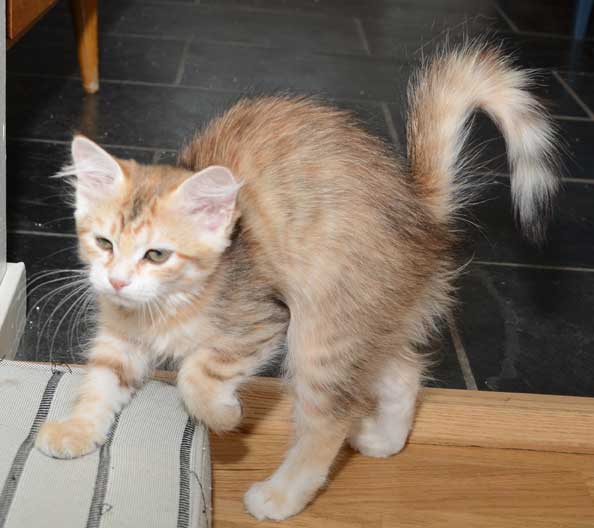 sibirisk kattunge Marilyn