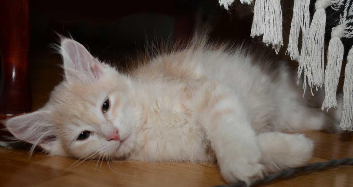 sibirisk kattunge Magni