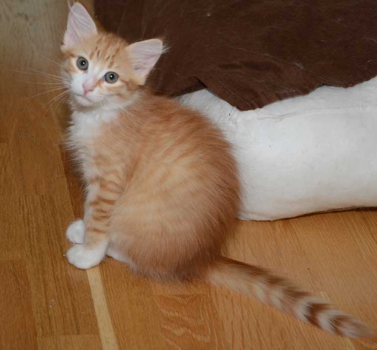 sibirisk kattunge Neptune