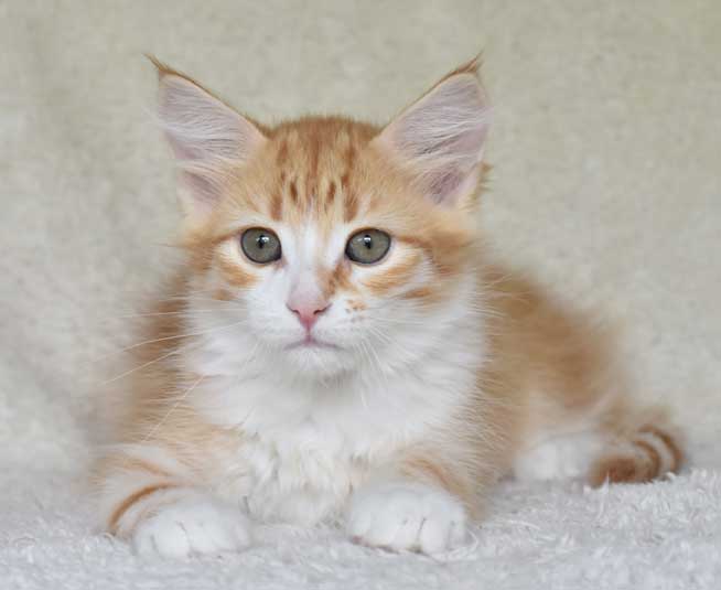 sibirisk kattunge Neptune