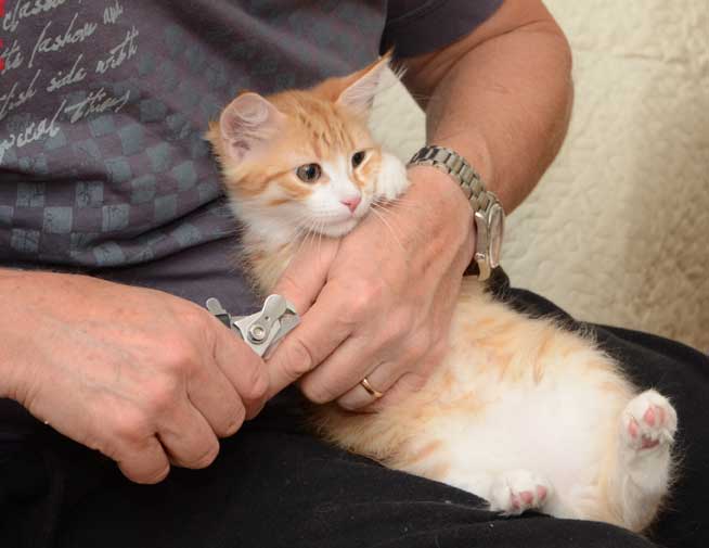 sibirisk kattunge Neptune