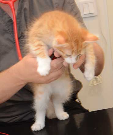 sibirisk kattunge Neptune