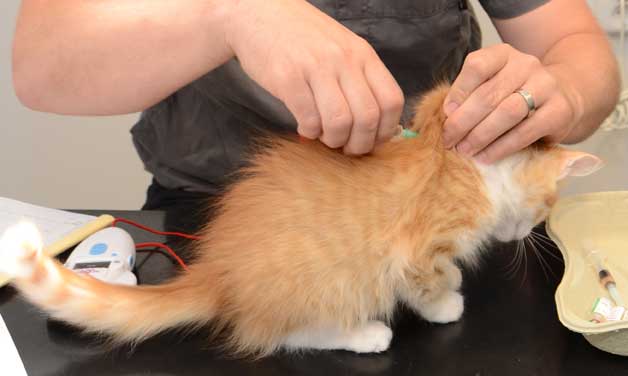sibirisk kattunge Neptune