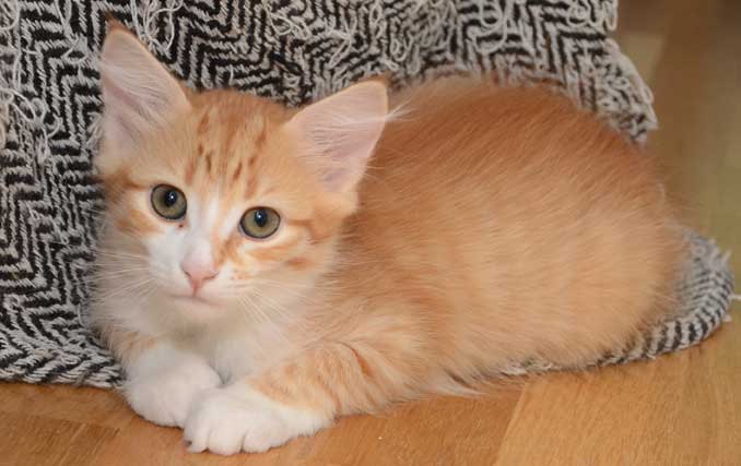 sibirisk kattunge Neptune