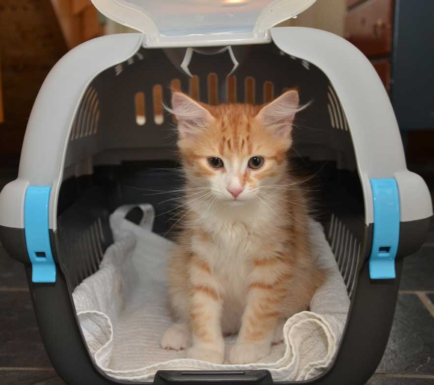 sibirisk kattunge Neptune