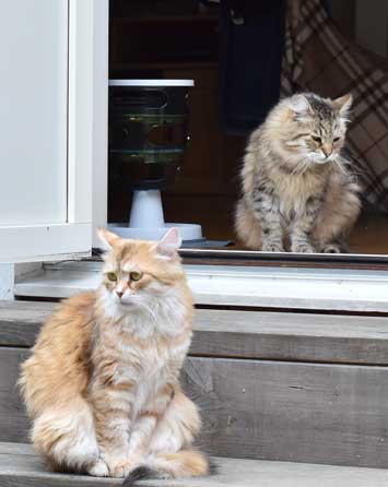 sibirisk katt Uni och Gabbie