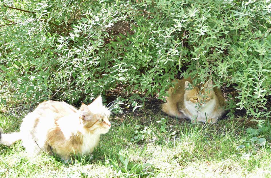 sibirisk katt Uni och Dani