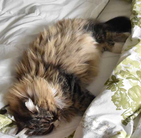 sibirisk katt Mitzi