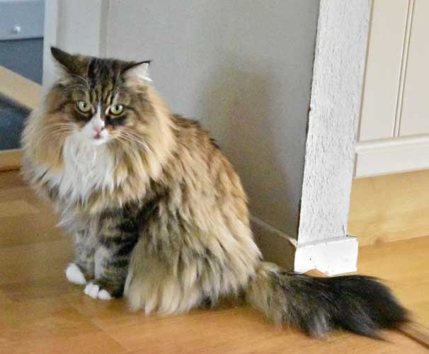 Sibirisk katt Mitzi