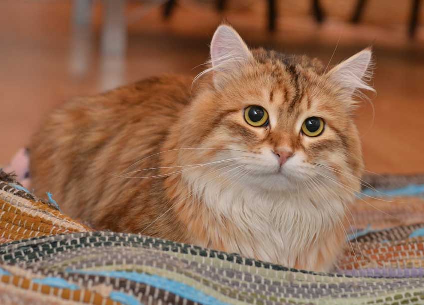 sibirisk katt Mollberg