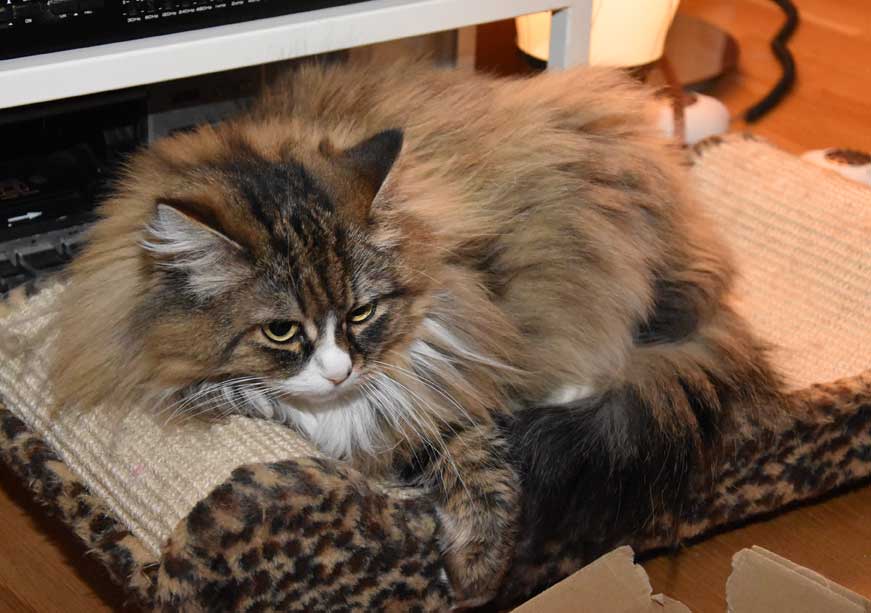 Sibirisk katt Mitzi